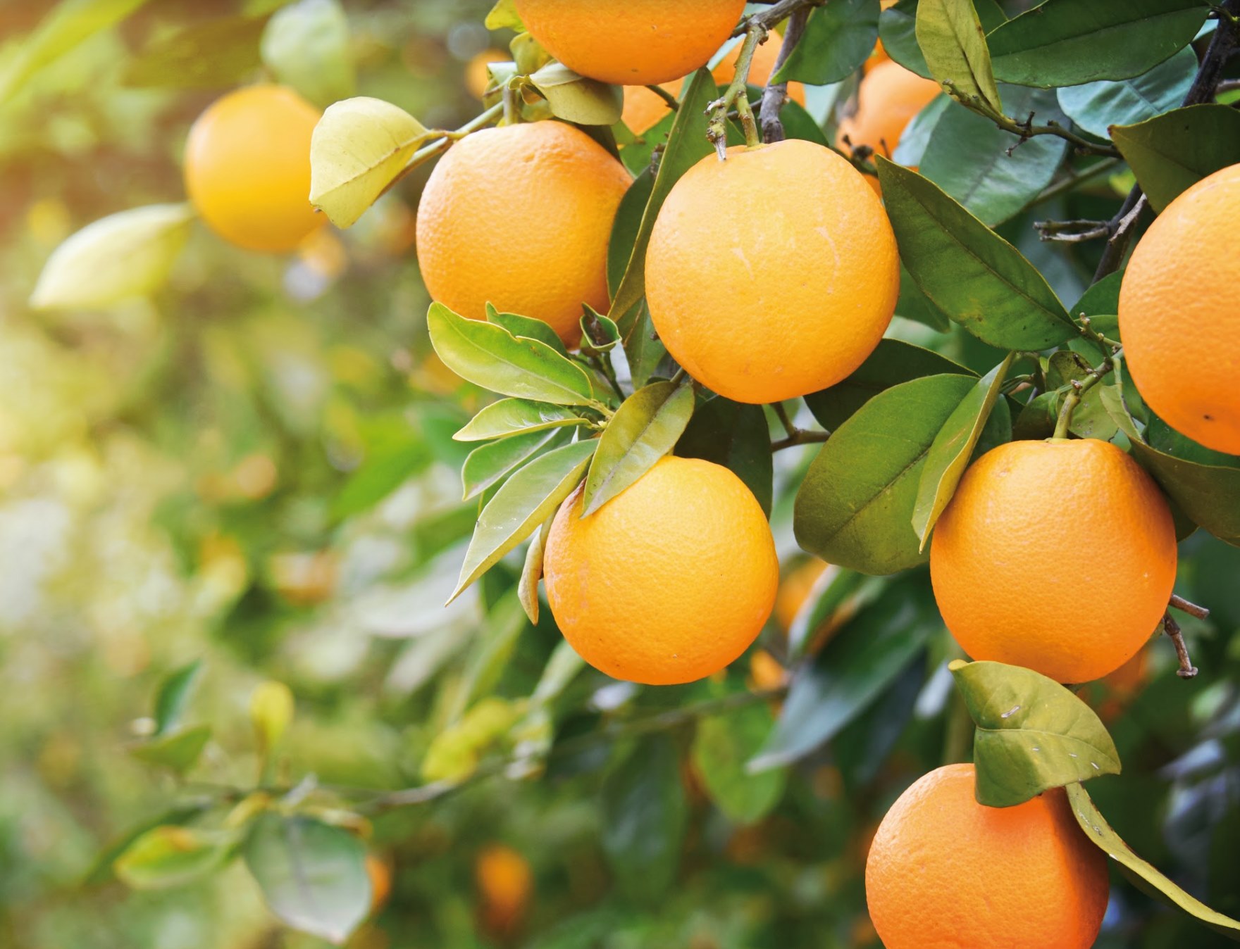 Fertiglobal's aim is to reinforce and nurture crops for their best development