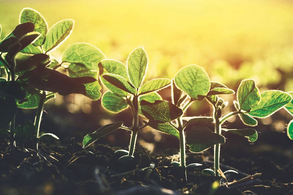 farmers must learn to increase plant's resilience instead of using pesticides