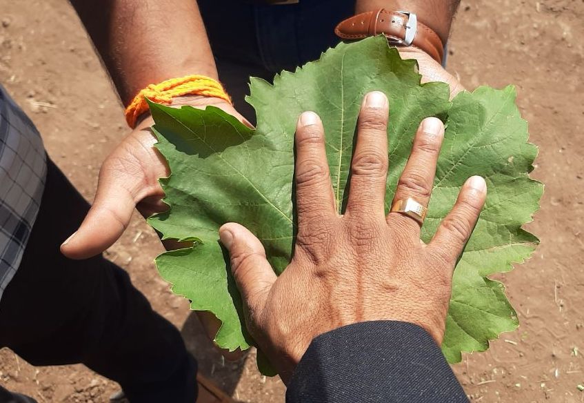 FertiGlobal’s special foliar fertilizers are helping growers to better protect their vineyards