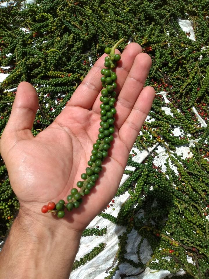 Largest black pepper producer in Brazil.