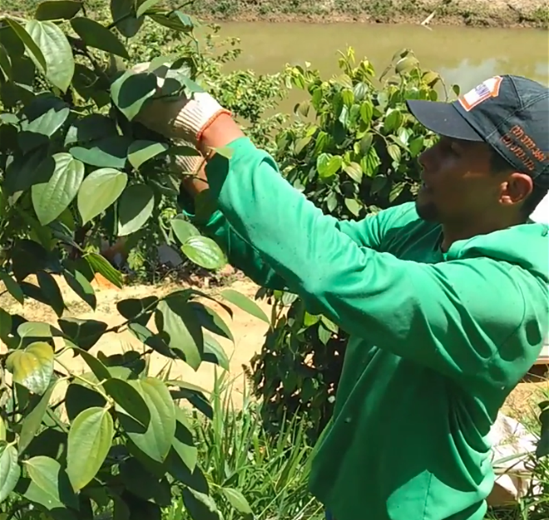 Black pepper plants can easily weaken due to external stress factors